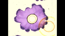 Test 1by Asel Bakchakova